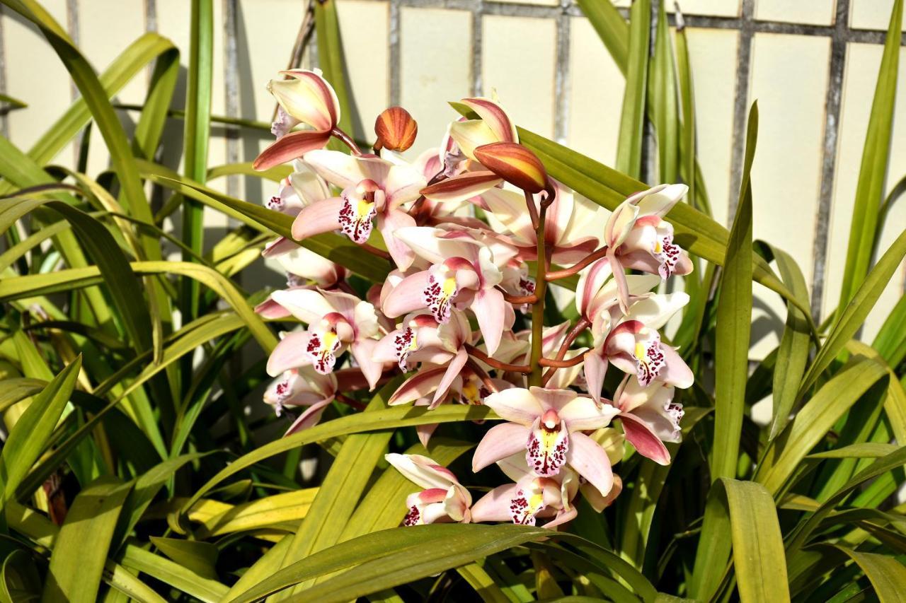 Orchid House - T1 Apartment 布拉加 外观 照片