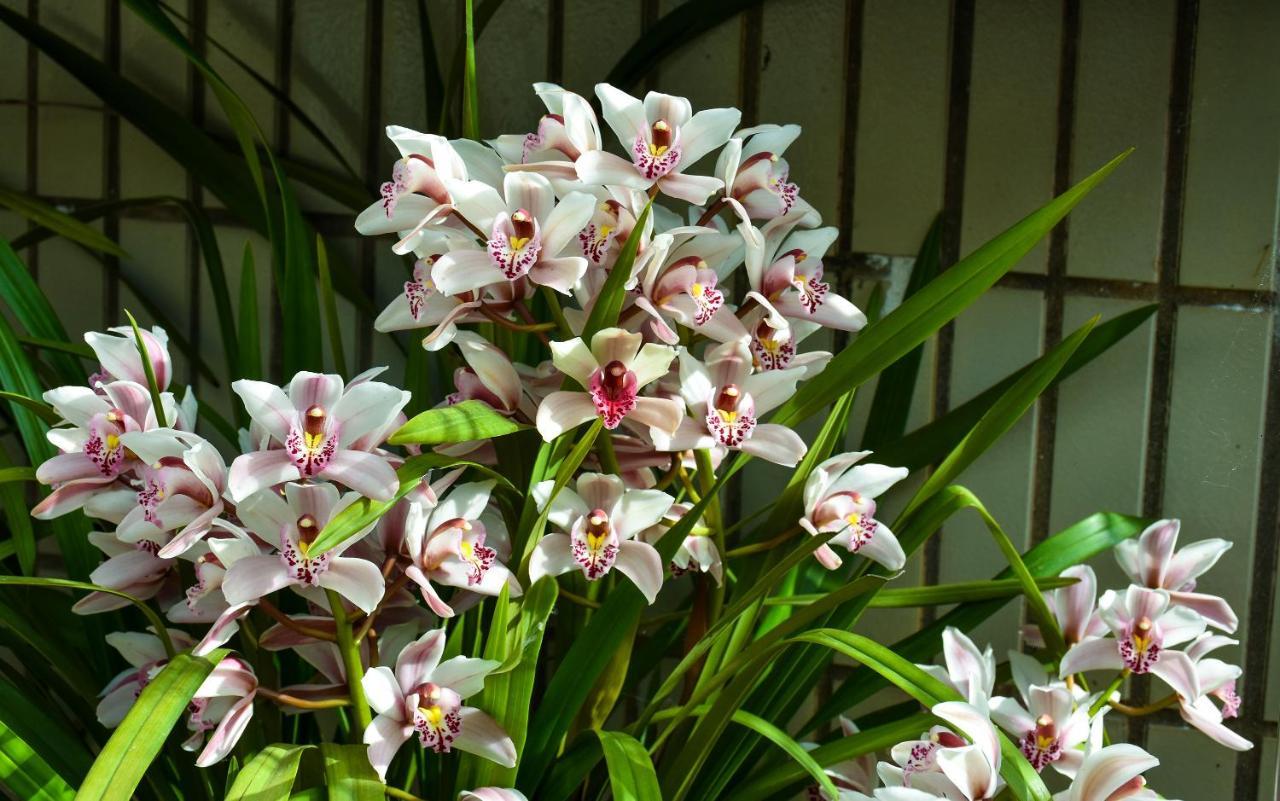Orchid House - T1 Apartment 布拉加 外观 照片