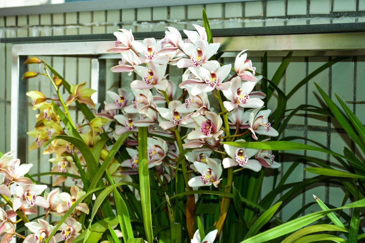 Orchid House - T1 Apartment 布拉加 外观 照片